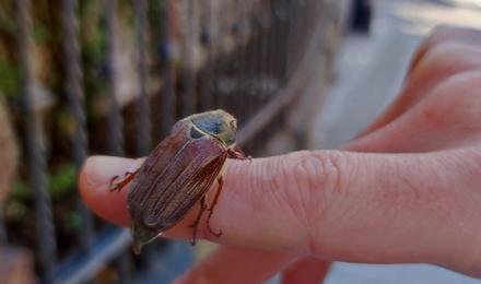 Maikäfer auf dem Finger