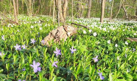 Wald mit bluehnden Pflanzen