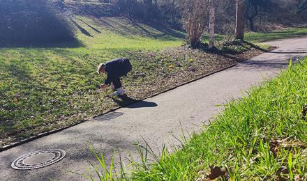 Biodiversität monitoring mit iNaturalist, Mann in gebückter Haltung beobachtet Pflanze