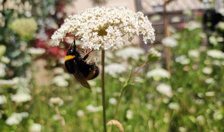 Wildhummel auf Blume